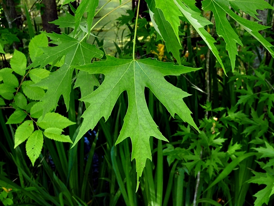 {Acer saccharinum}